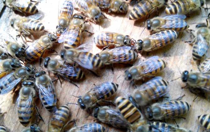 蜜蜂为什么会自然分蜂