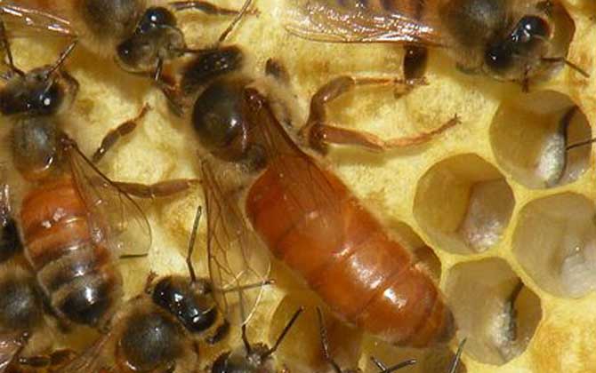 蜂王是雌性的还是雄性的