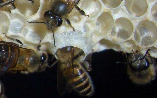 中蜂王台多久看一次