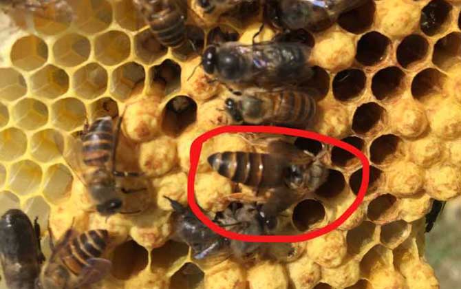 蜂王的产生是靠运气吗