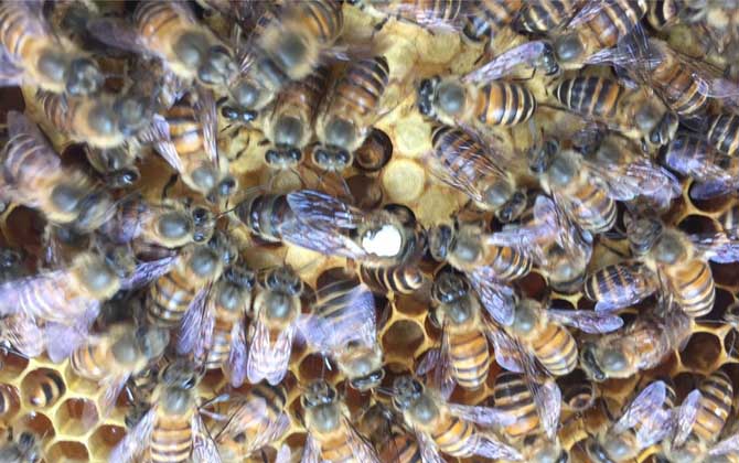 蜂王死了蜂群怎么补救