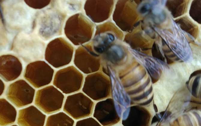 刚收的蜜蜂没有蜂王怎么办