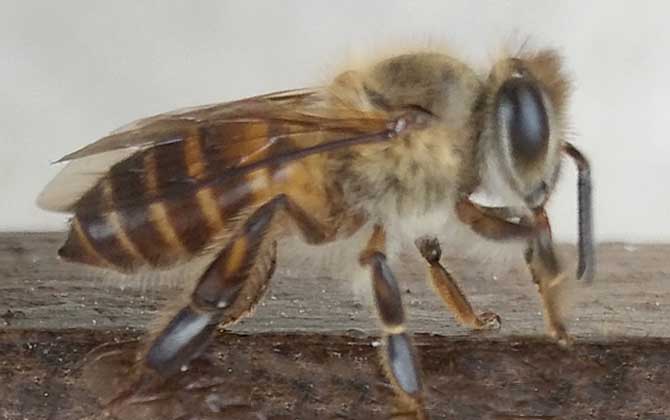 中蜂如何用双王养成强群