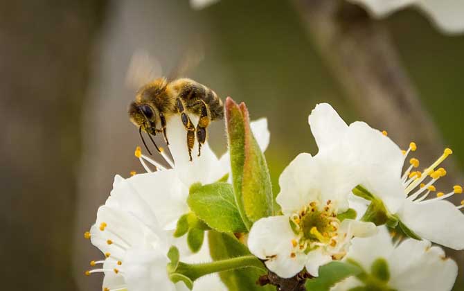 蜜蜂为什么要采盐