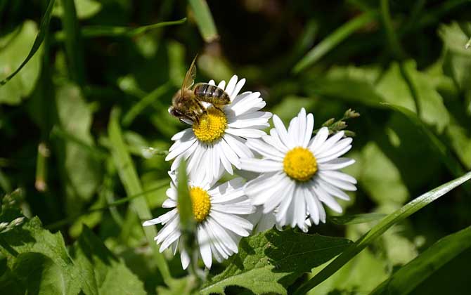 蜂王为什么会带领蜂群逃跑