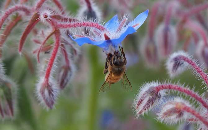 蜜蜂最喜欢什么颜色
