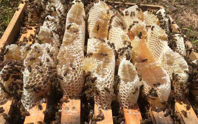 蜂箱里抹什么不生巢虫