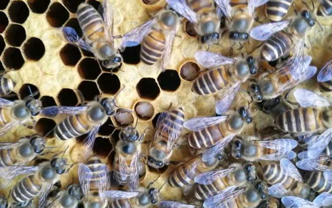 新手怎么养好中蜂