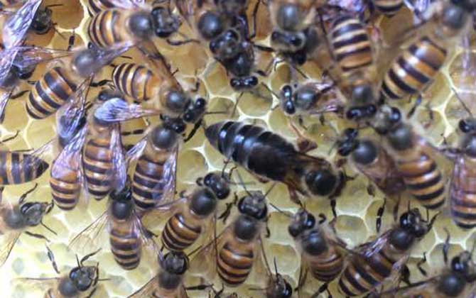 养蜂怎样人工育王最简单