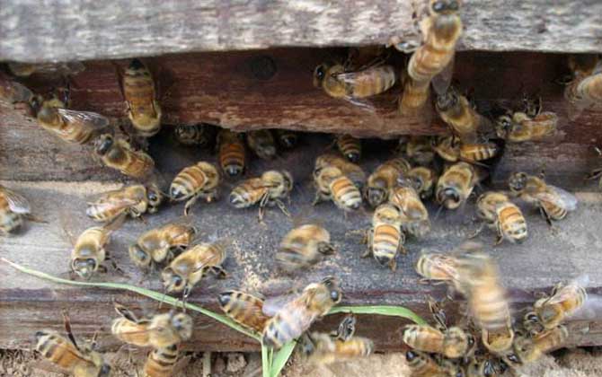 云贵高原中蜂的特点是什么