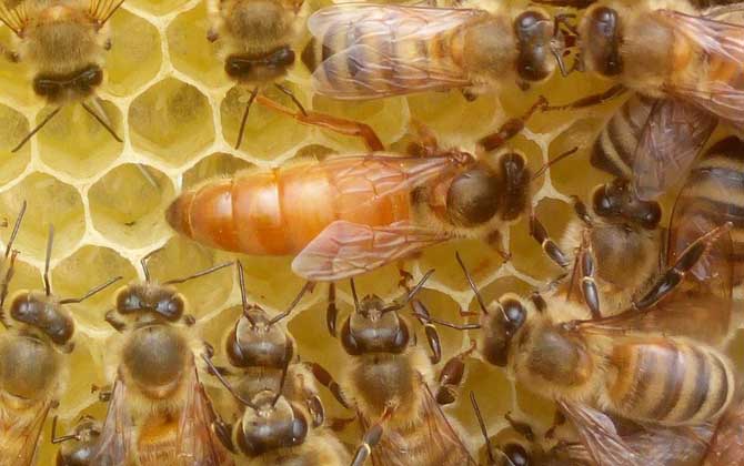 蜂王怎么识别和寻找