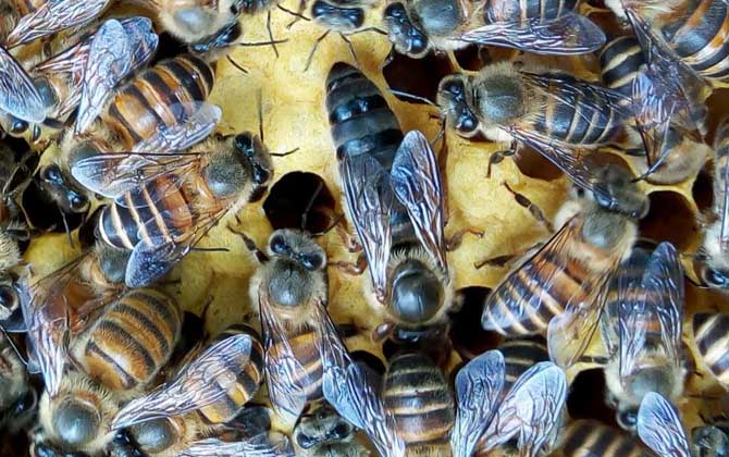 蜂王是公的还是母的