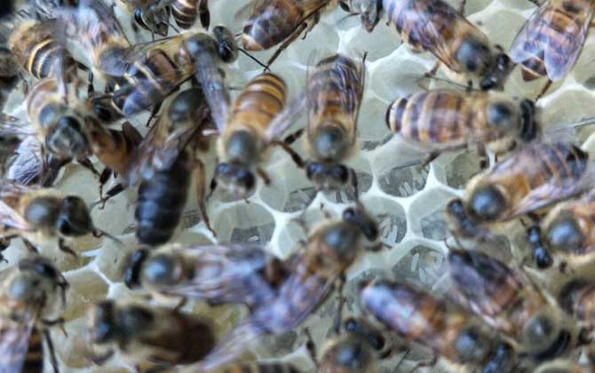 怎样鉴别蜂王的好坏