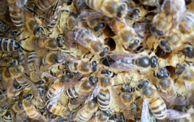 养中蜂还是养意蜂好