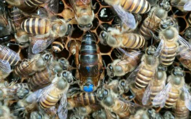 新收蜂群没有蜂王怎么办