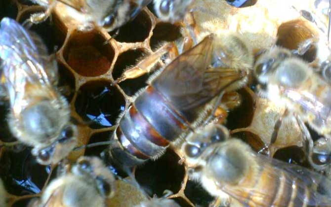 空蜂箱怎么引来野生蜜蜂