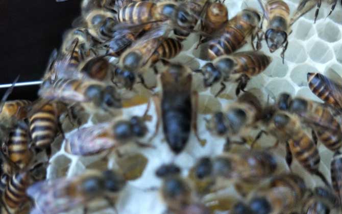 养蜂如何解除分蜂热