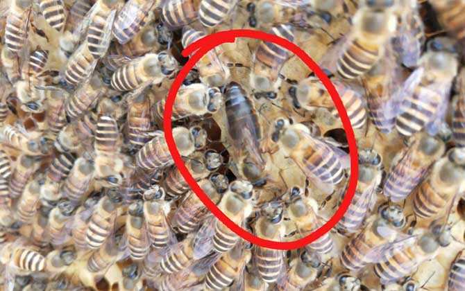 蜂王死了蜂群怎么办