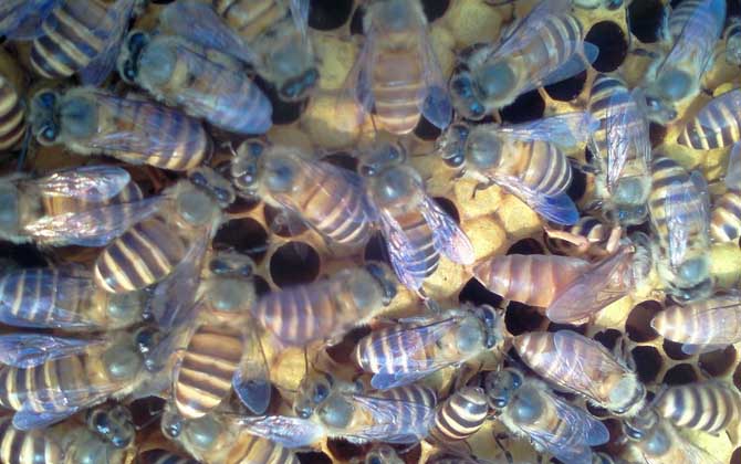 割蜜后为什么蜜蜂出逃