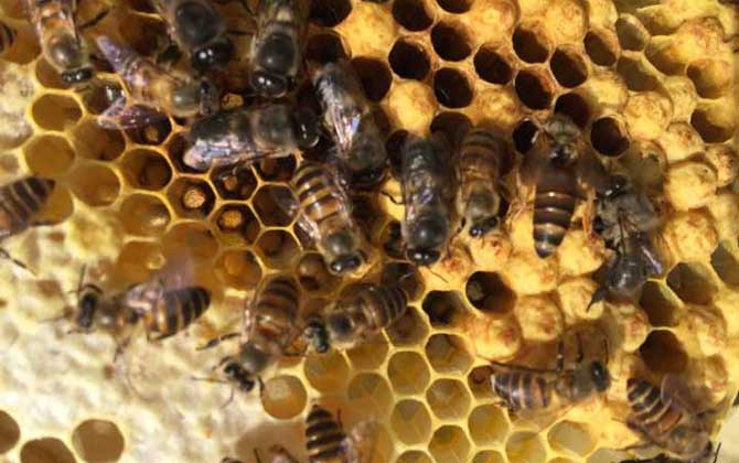 养蜂什么时候换王最好