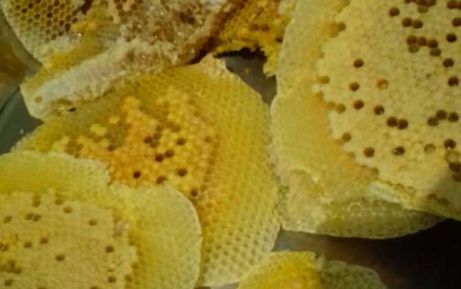 中蜂取蜜怎样不伤子