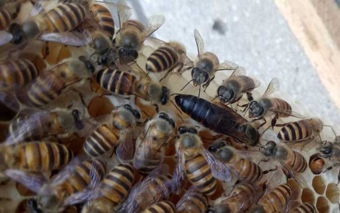 最新蜂王价格多少钱一只