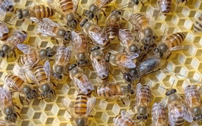 怎么鉴别蜂王的好坏