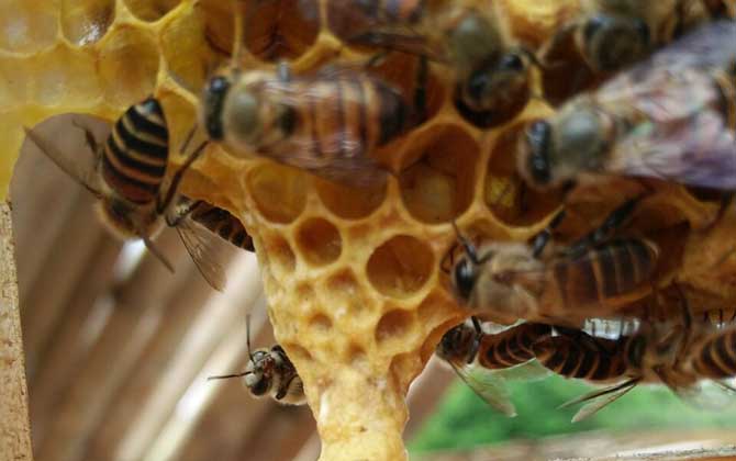 蜜蜂王台在什么位置