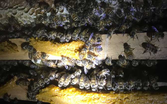 怎样人工培育蜂王