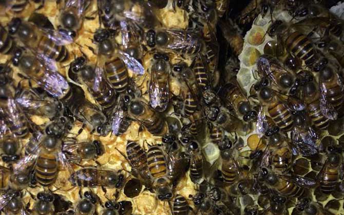 蜂王为什么不产卵