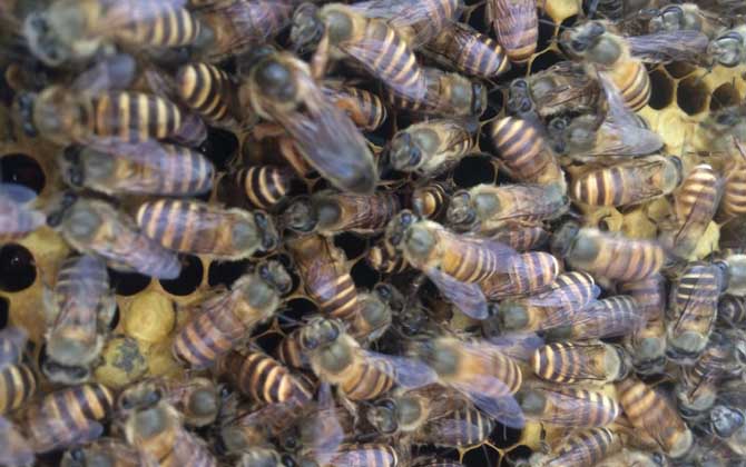 如何利用急造王台分蜂