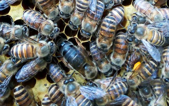 怎样用自然王台人工分蜂