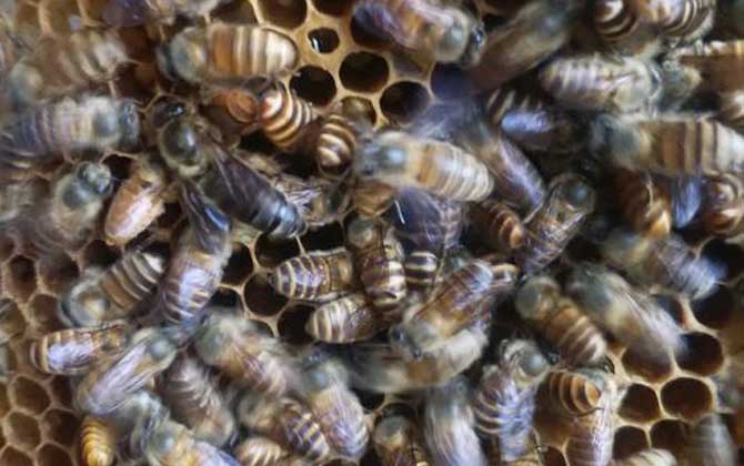 蜂群怎么合并不打架