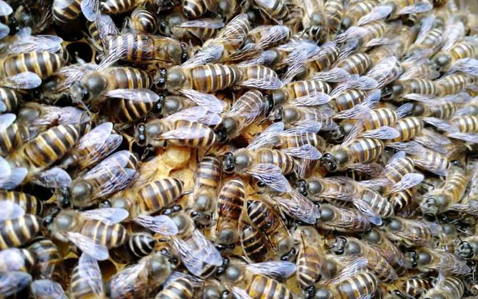 工蜂为什么会产卵