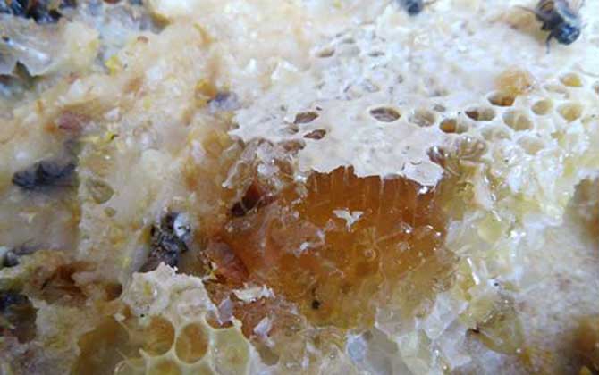 土蜂蜜的真假怎么鉴别