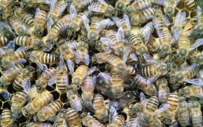 盗蜂是怎么形成的