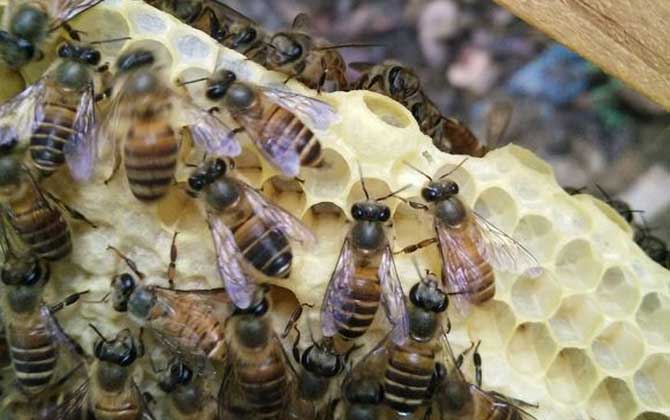急造王台的幼虫哪来的