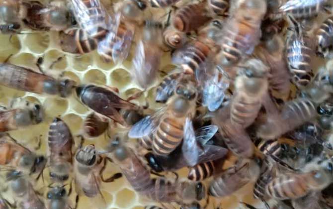 中蜂喂什么能快速繁殖