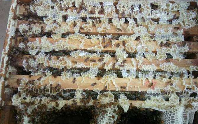 养中蜂最忌哪些东西