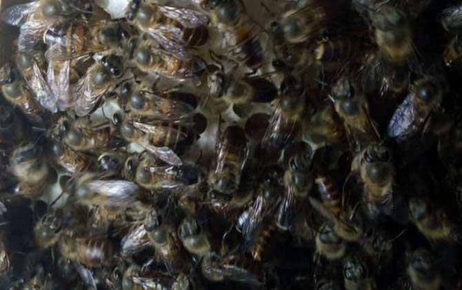 夏季怎样让蜂王多产卵