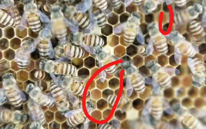 蜜蜂秋繁什么时候开始