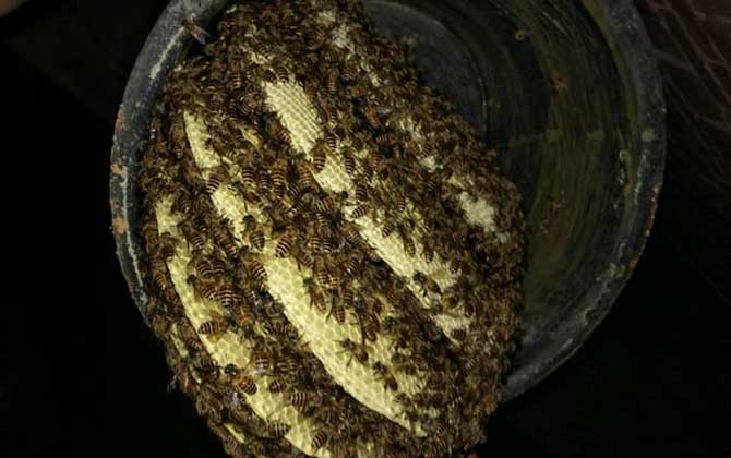 蜜蜂冬天是怎么过冬的