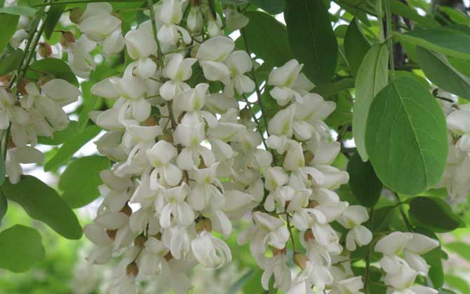 夏季有哪些蜜源植物