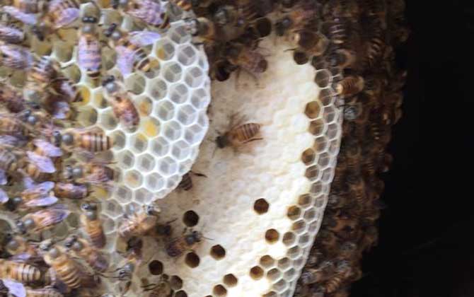 野蜜蜂是怎样过冬的