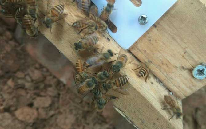 一箱蜜蜂一年产多少蜜