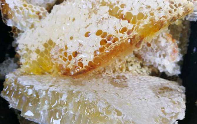 养十箱中蜂一年收入多少钱