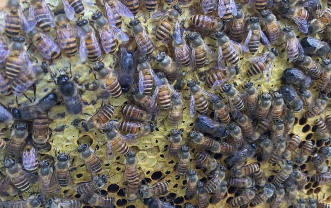 雄蜂有哪些特点和作用