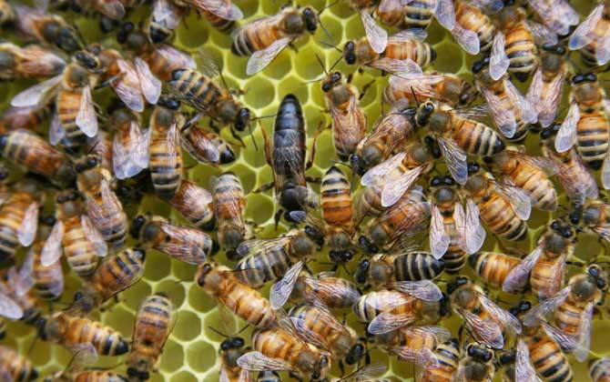 蜂王有哪些特点和作用