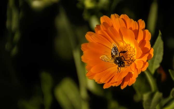 工蜂有哪些特点和作用