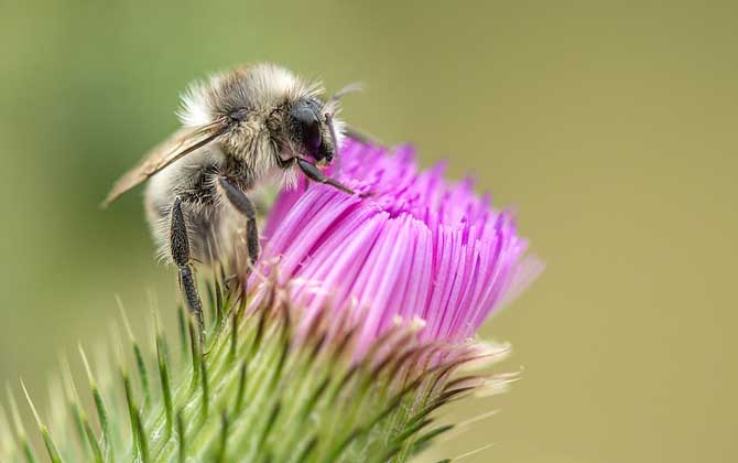 蜜蜂是怎样采蜜的